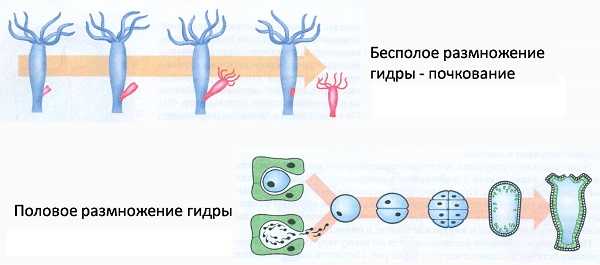 Кракен сайт закладок